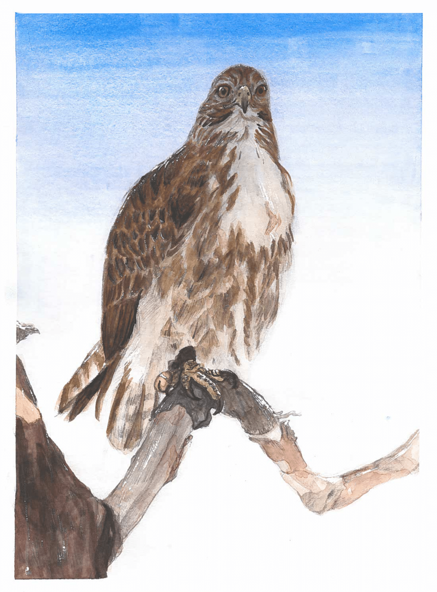 Traditional Illustrations